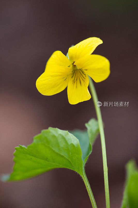 黄紫罗兰(Viola pubescens)，杂志山，AR